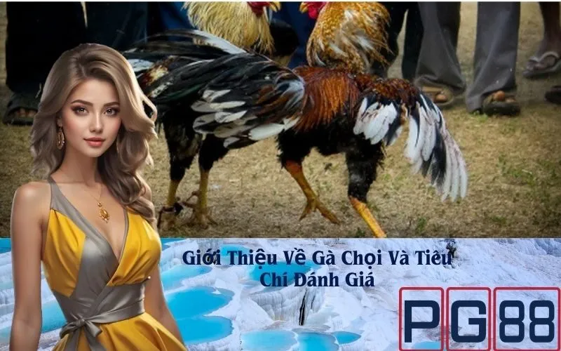 Giới Thiệu Về Gà Chọi Và Tiêu Chí Đánh Giá